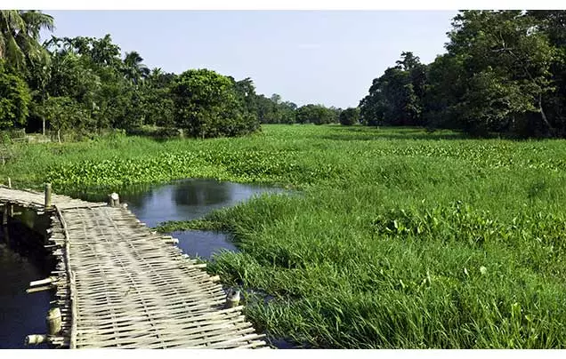 Day 14: Majuli Island