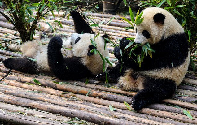 Day 3: Visit the pandas