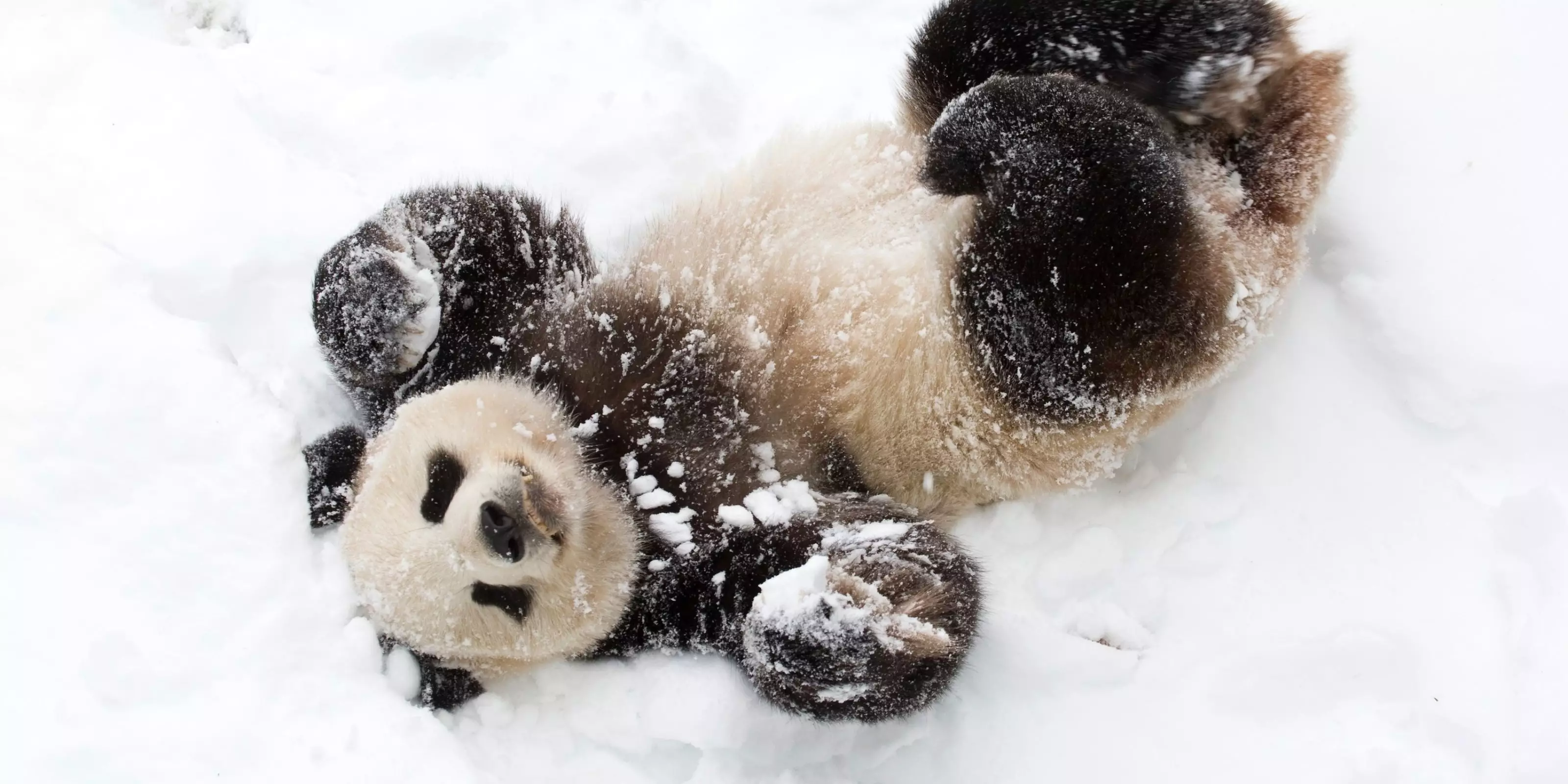 New 2026/27 Christmas Collection Is Here 