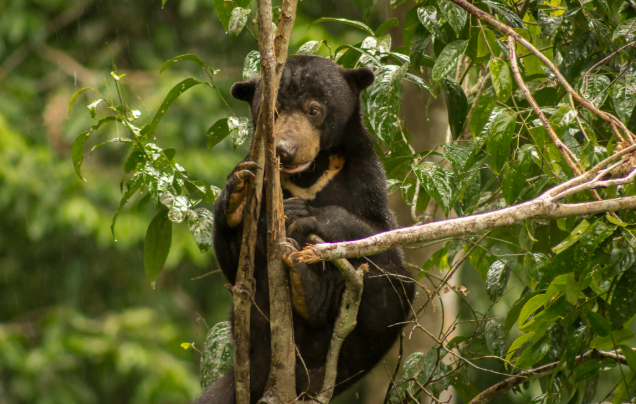 Day 4: Visit Sepilok Orangutan Sanctuary