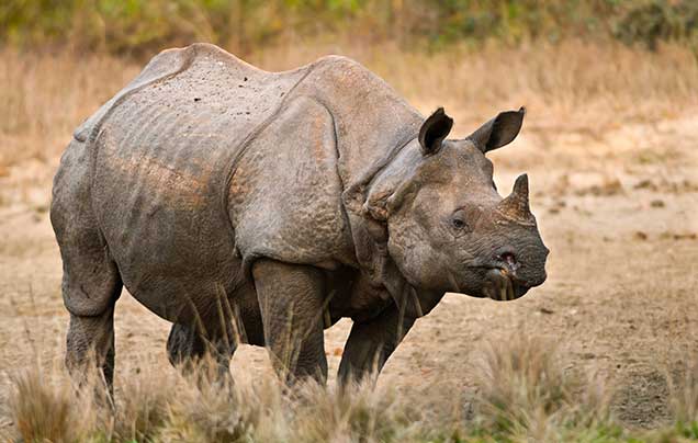 Day 10: Kaziranga Safari