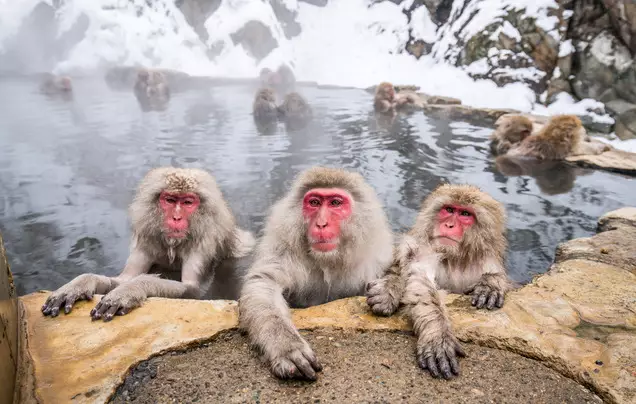 Day 6: Visit the snow monkeys