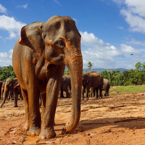 Minneriya National Park