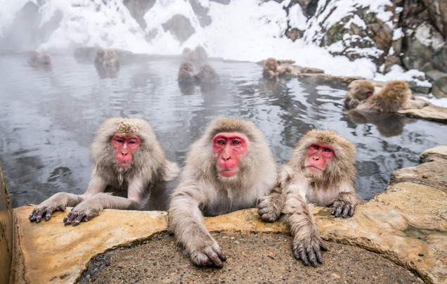 Day 4: Snow Monkeys