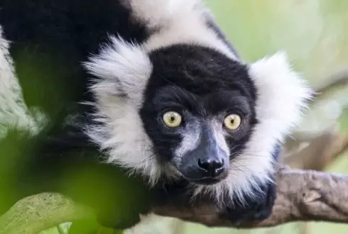 Madagascar Untamed
