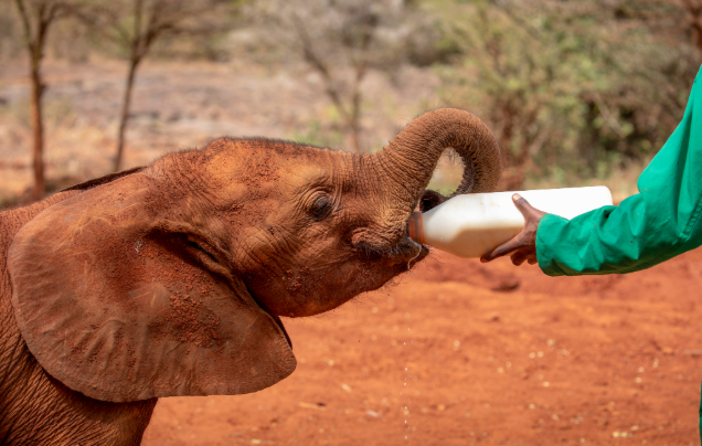 Day 13: Travel to Nairobi