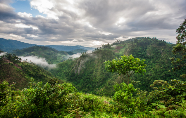 Day 2: Fly to Bwindi Impenetrable forest