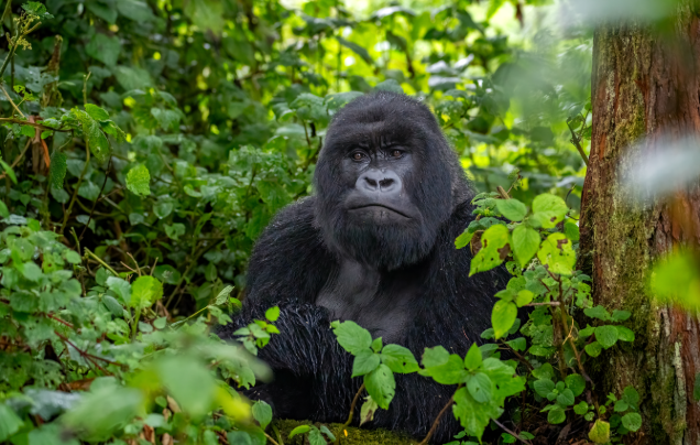 Day 3: Gorilla Trekking in Bwindi