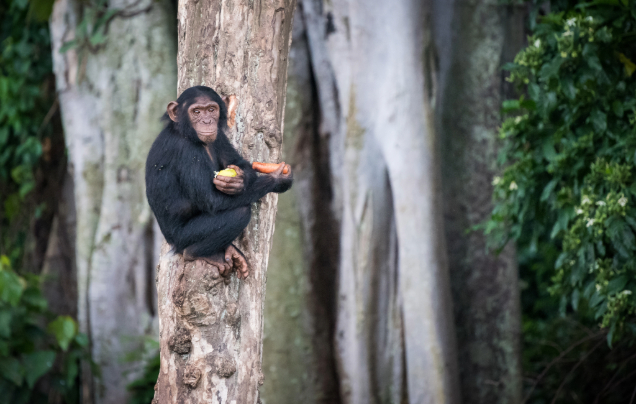 Day 4: Return to Entebbe & visit Ngamba island