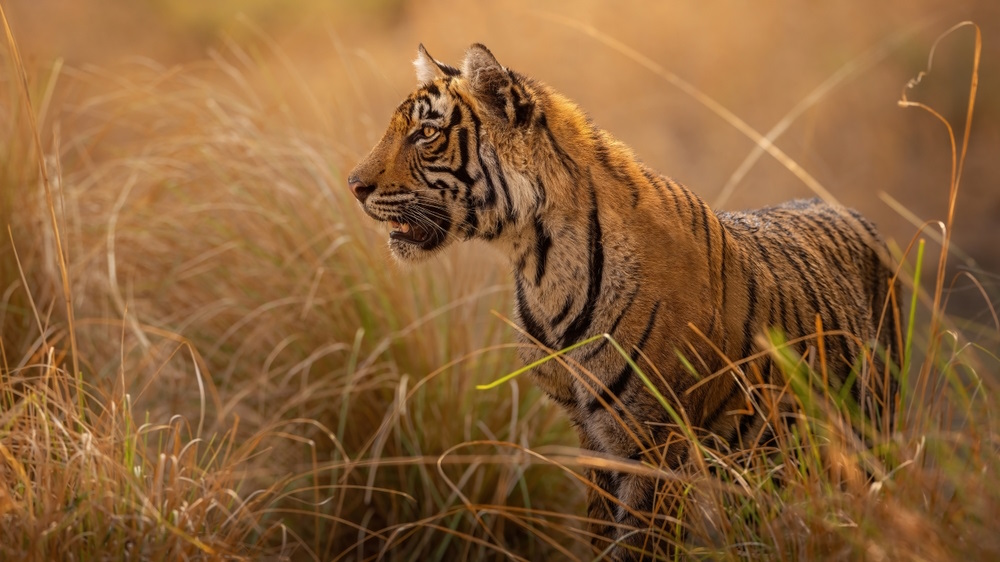 Tiger Conservation