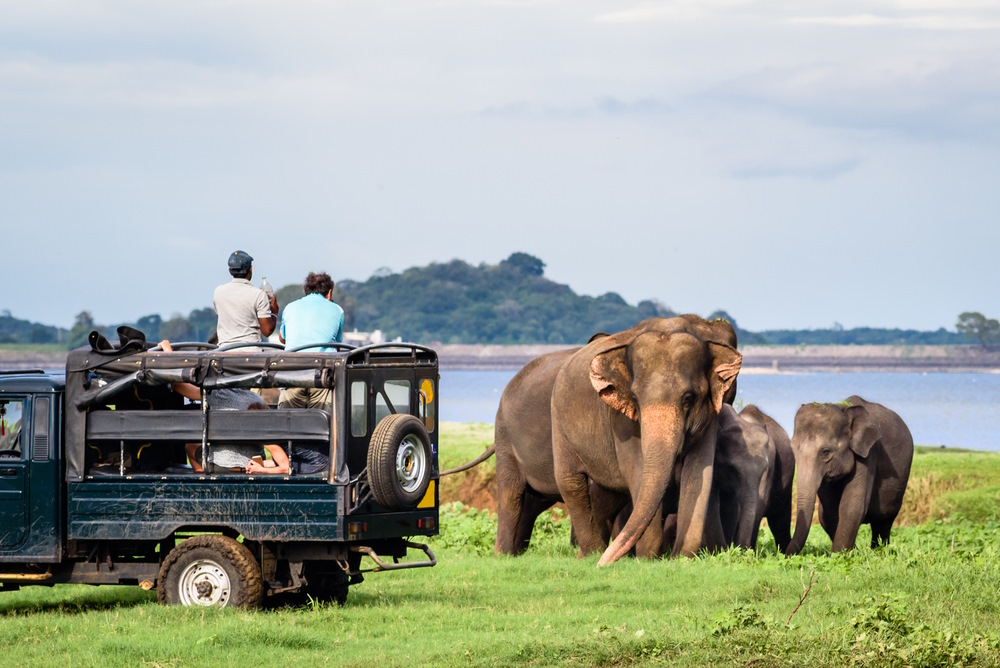Where to See Elephants