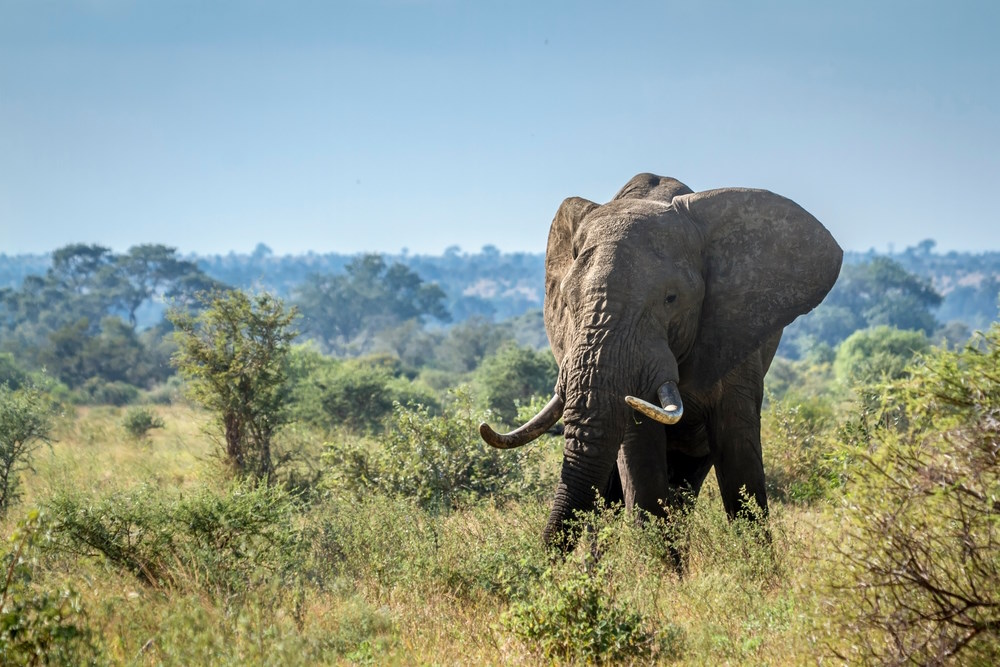 How to See Elephants with Wendy Wu Tours