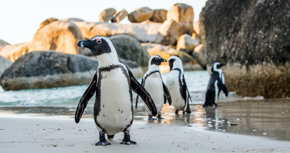 How to See Penguins with Wendy Wu Tours