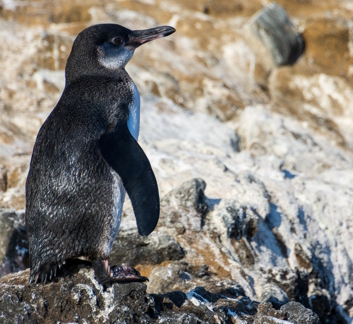 Where to See Penguins
