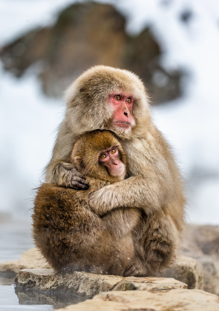 Snow Monkey Basics