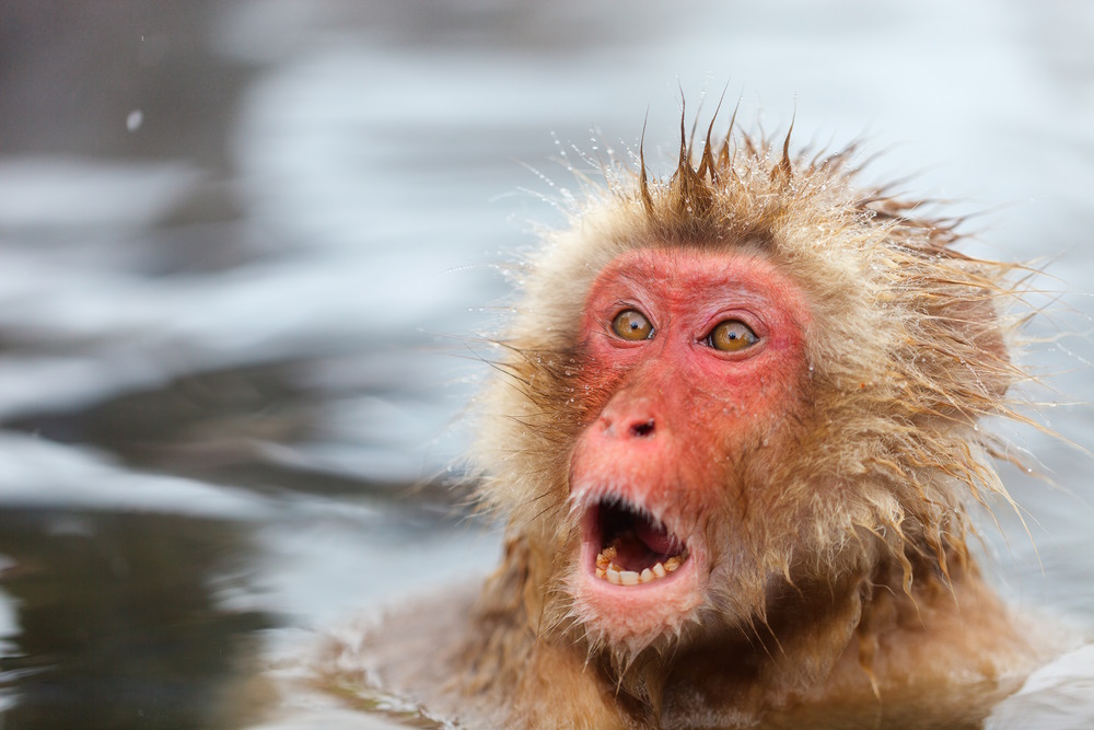 Where to See Snow Monkeys