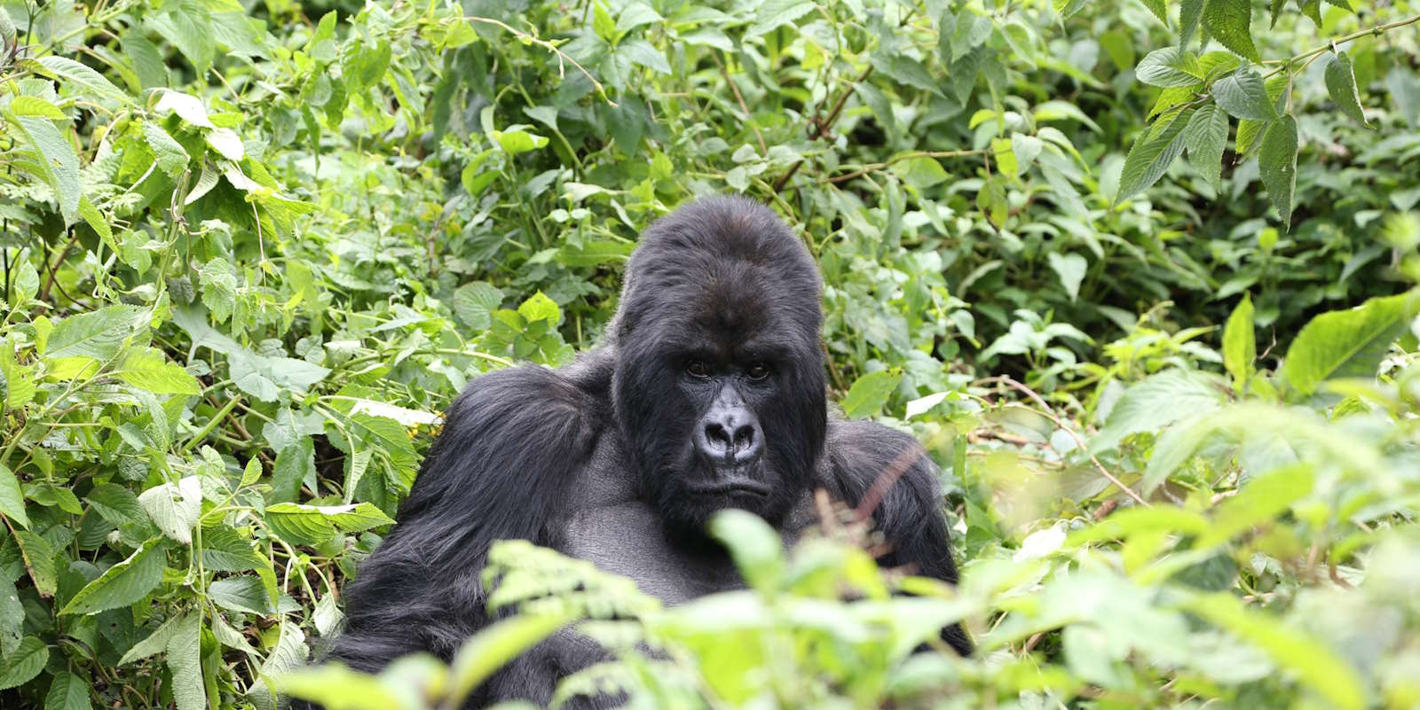 Discover Africa's Wildlife