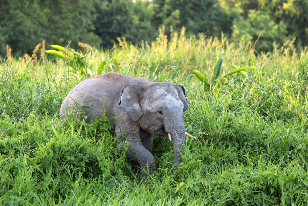 Pygmy Elephants, Borneo