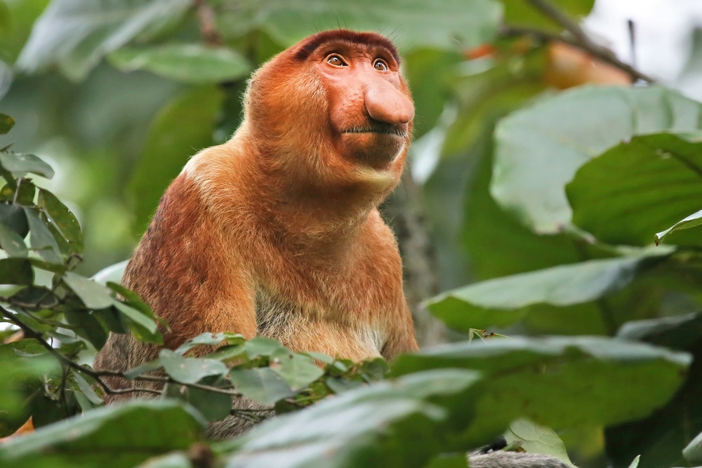 Proboscis Monkeys, Borneo