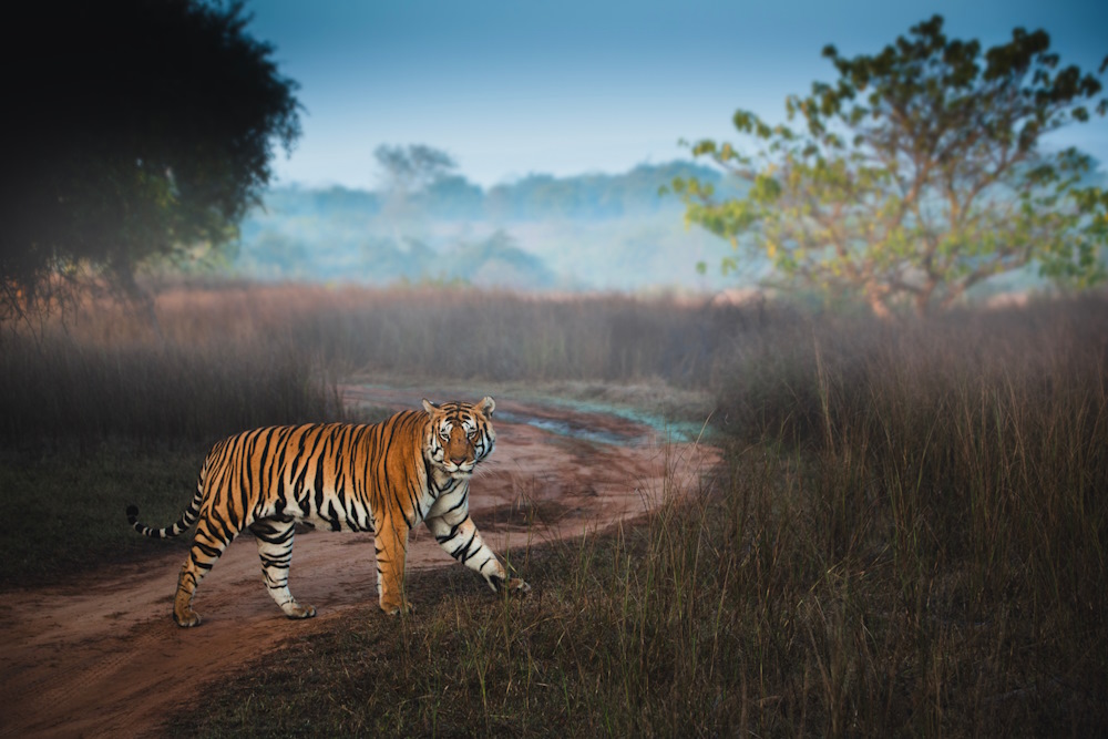 Bengal Tiger, India