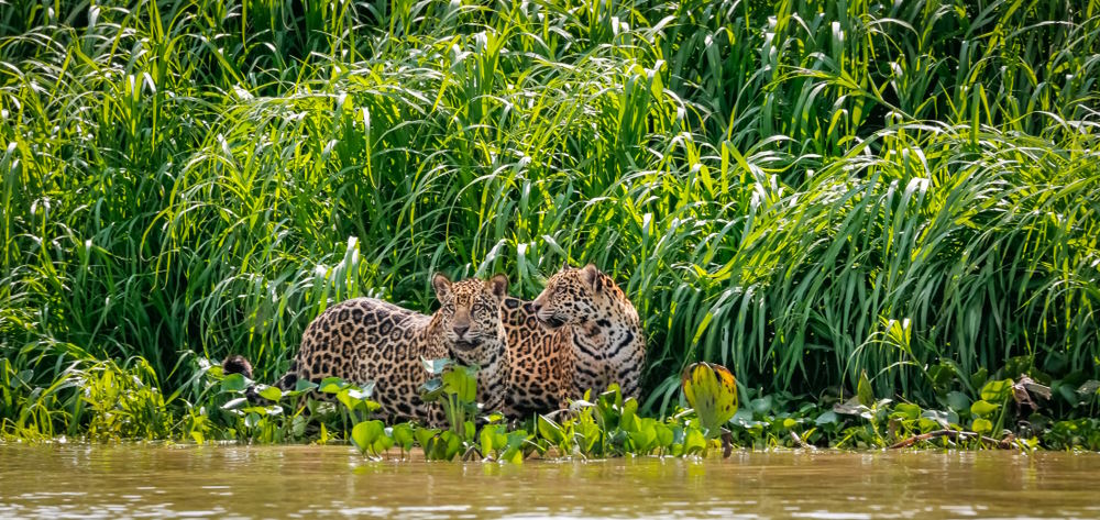 Jaguars, Brazil