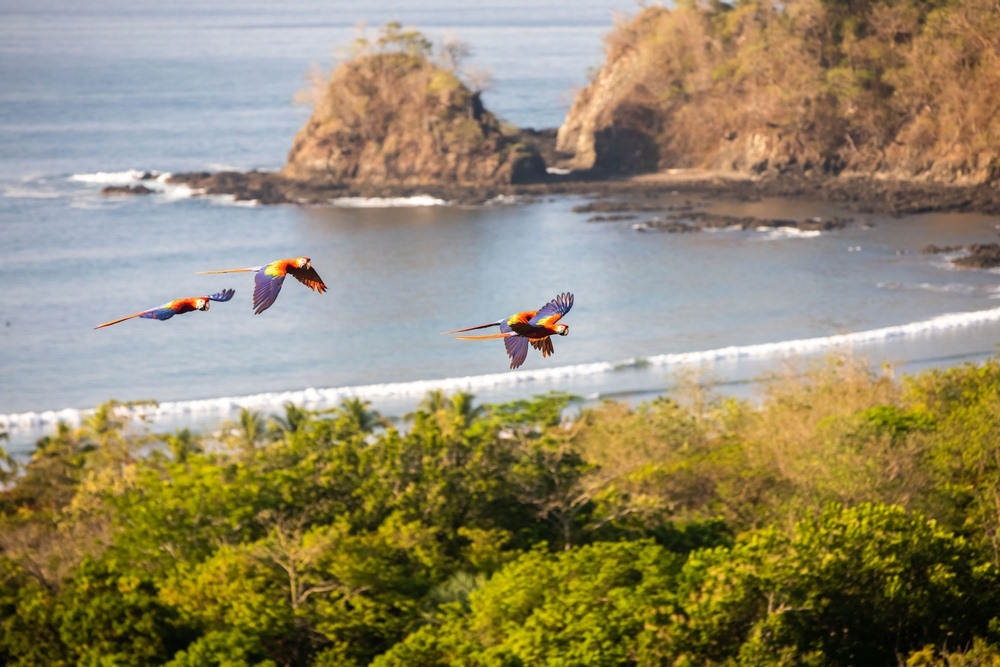 Scarlet Macaws & Toucans, Costa Rica