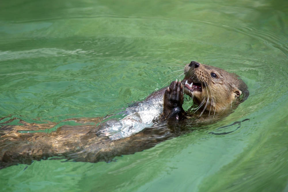 Giant River Otters, Amazon Rainforest