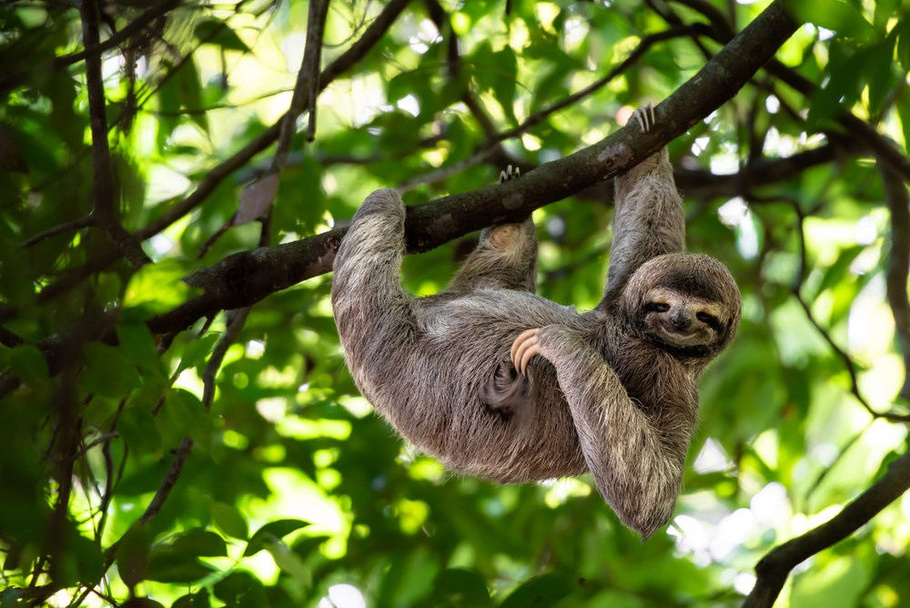 Sloths, Costa Rica