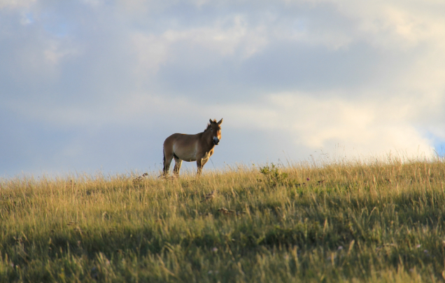 Day 3: Khustai National Park