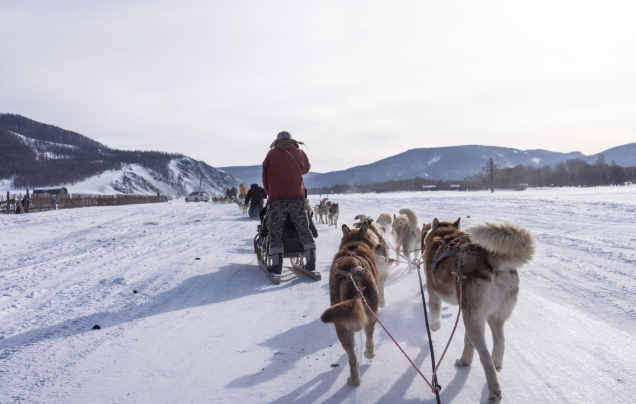 Day 3: Terelj Dog Sledding