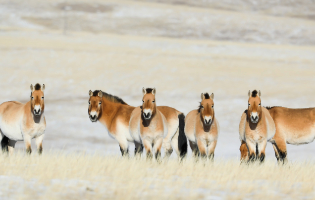 Day 4: Khustai National Park