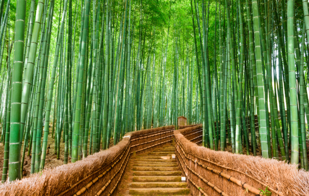 Day 8: Arashiyama Bamboo Forest & Free Time in Kyoto