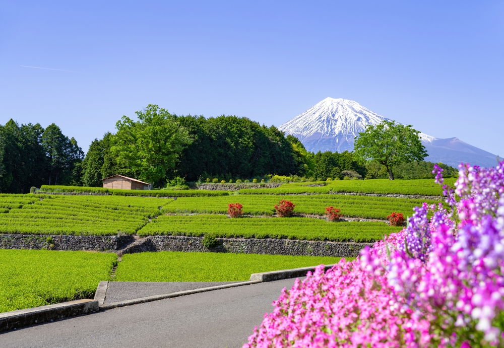 Mount Fuji's Green Tea Fields