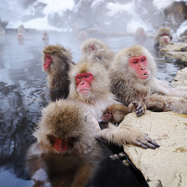 Snow Monkeys