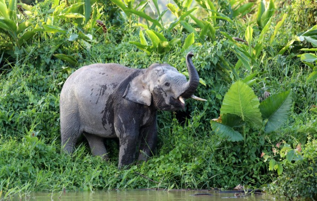 Day 5 Elephant Sanctuary