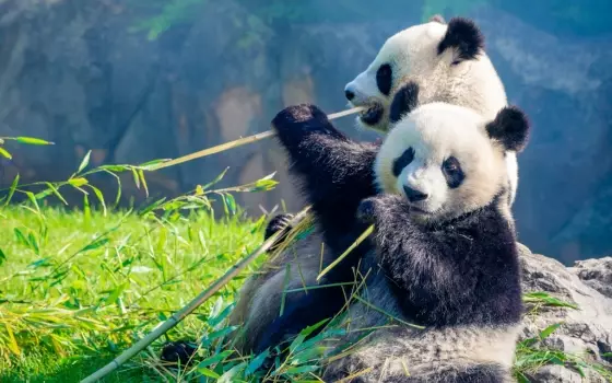 Our China Story