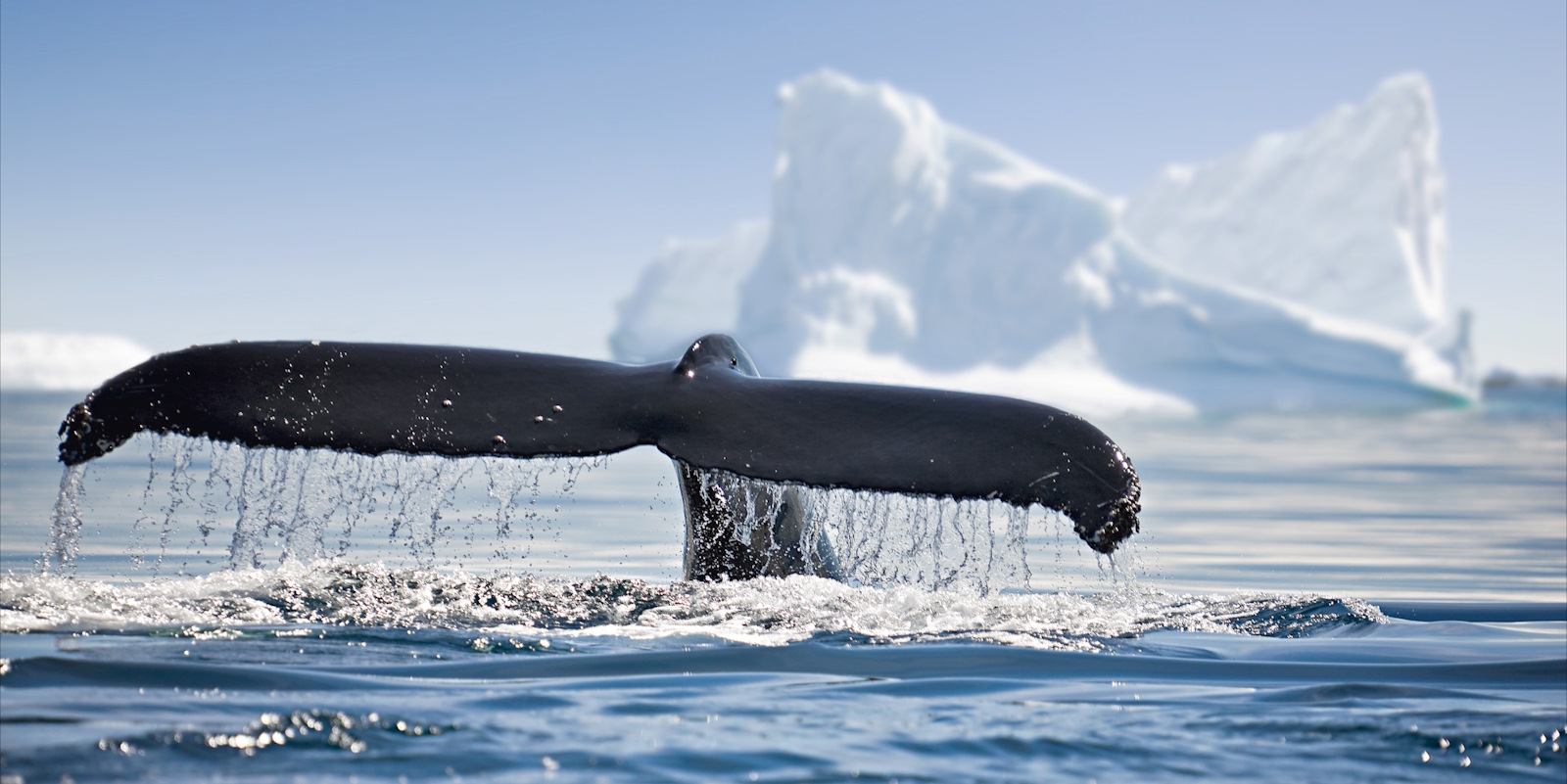 Best Time to Visit Antarctica