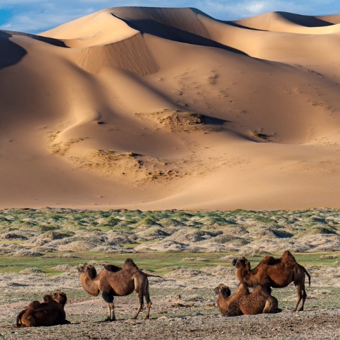 Gobi Desert