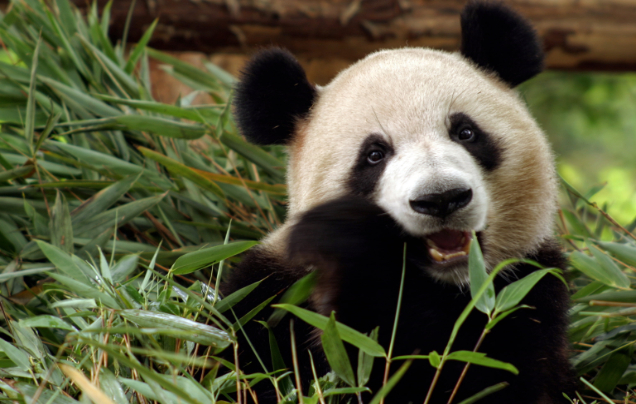 Day 8: Pandas!