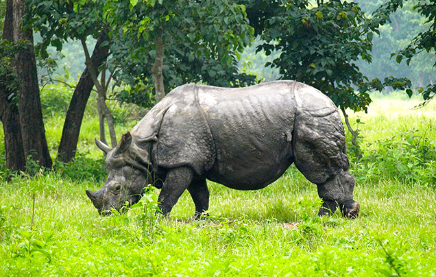 DAY 12: Gorumara Wildlife Sanctuary