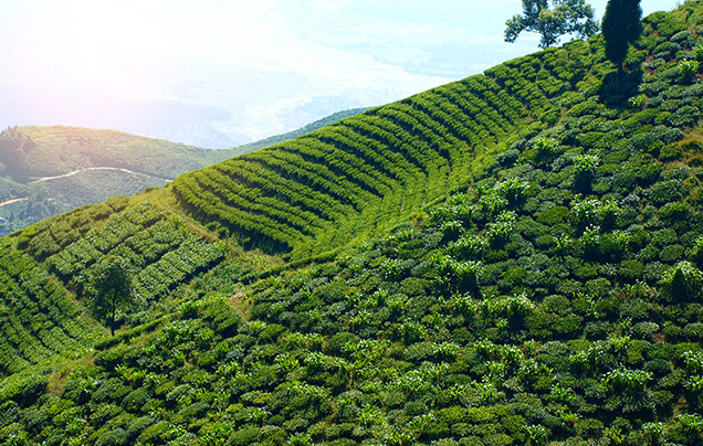 DAY 4: Drive To Darjeeling