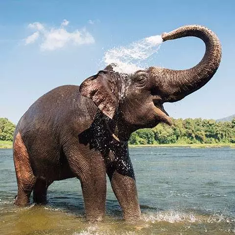 Gorumara Wildlife Sanctuary