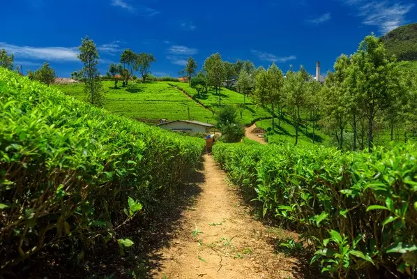 Day 8: Tea Plantation