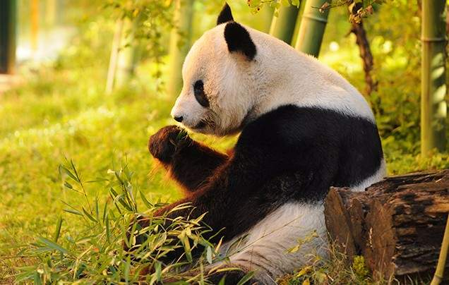 Day 12: Giant Pandas