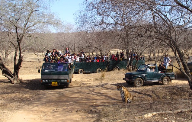 DAY 2: RANTHAMBORE SAFARIS