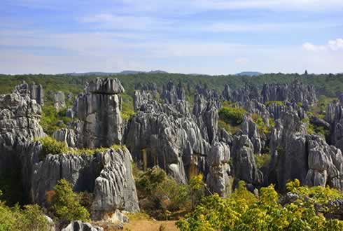 Stone Forest