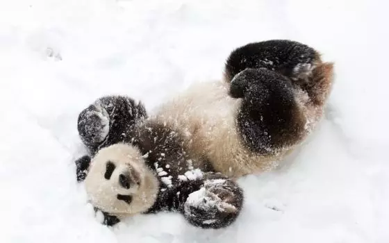 Save up to $900pp - Christmas Collection