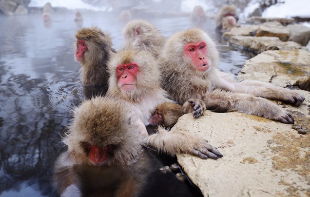 DAY 13: Snow Monkeys